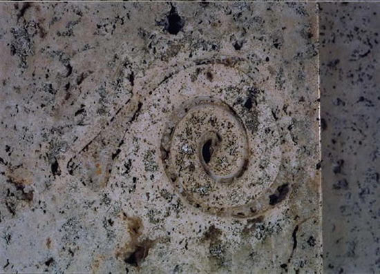 Fossil stone with spiral shells