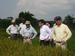 ネリカ米普及プロジェクト(平成20年8月14日~25日)の写真 クリックすると拡大写真がご覧いただけます